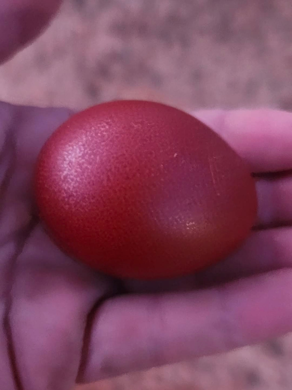 Blue Black Splash Copper Maran Hatching Eggs - Full Dozen