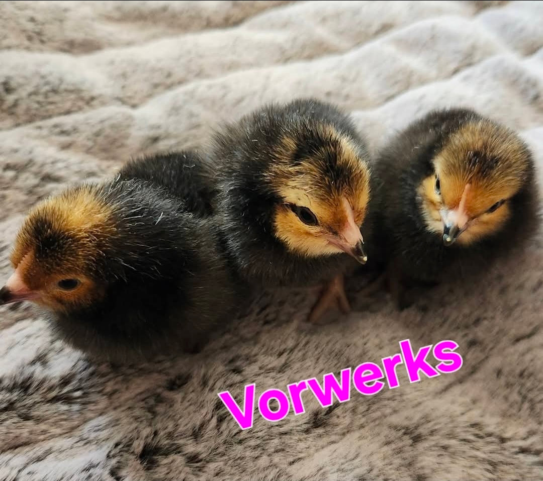 Vorwerk Hatching Eggs - Full Dozen