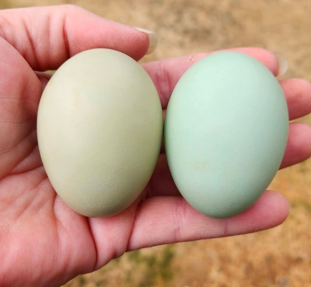 Easter Egger Hatching Eggs - Full Dozen