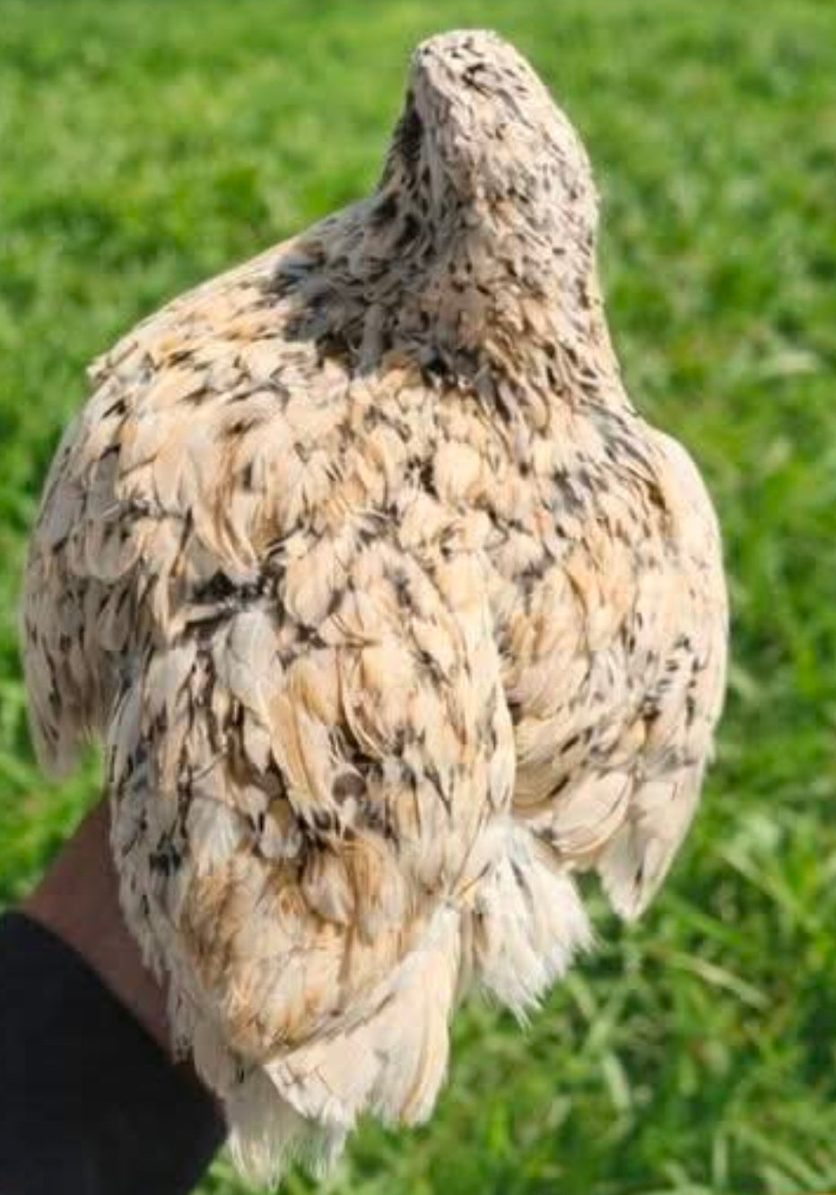 Jumbo Coturnix Hatching Eggs - Hen's Choice 30 Count