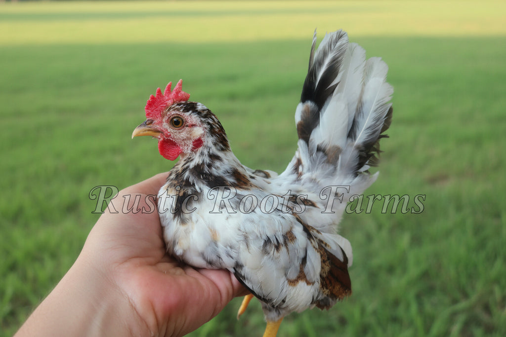 6 Serama Hatching Eggs