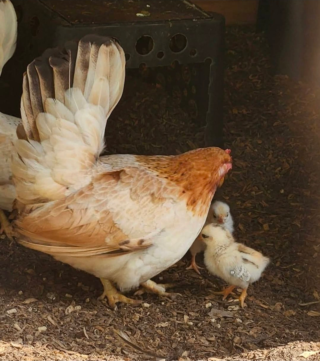 6 Serama Hatching Eggs