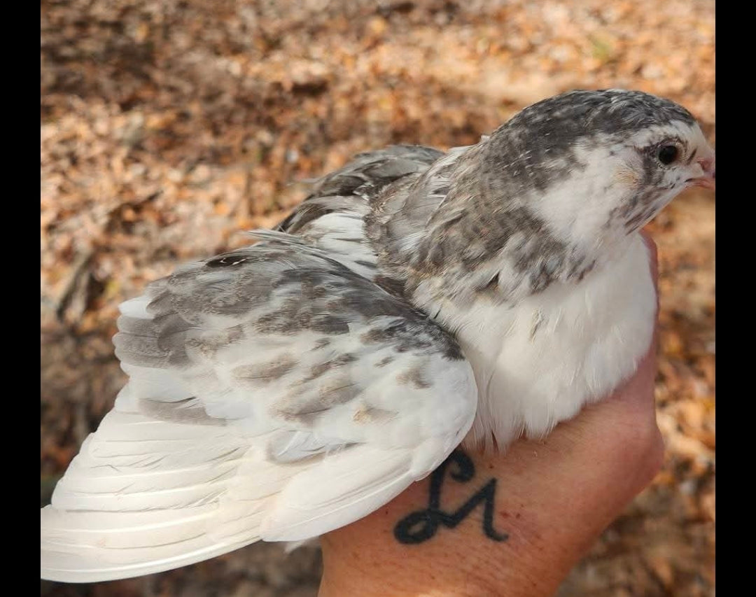 Jumbo Coturnix Hatching Eggs - Hen's Choice 30 Count