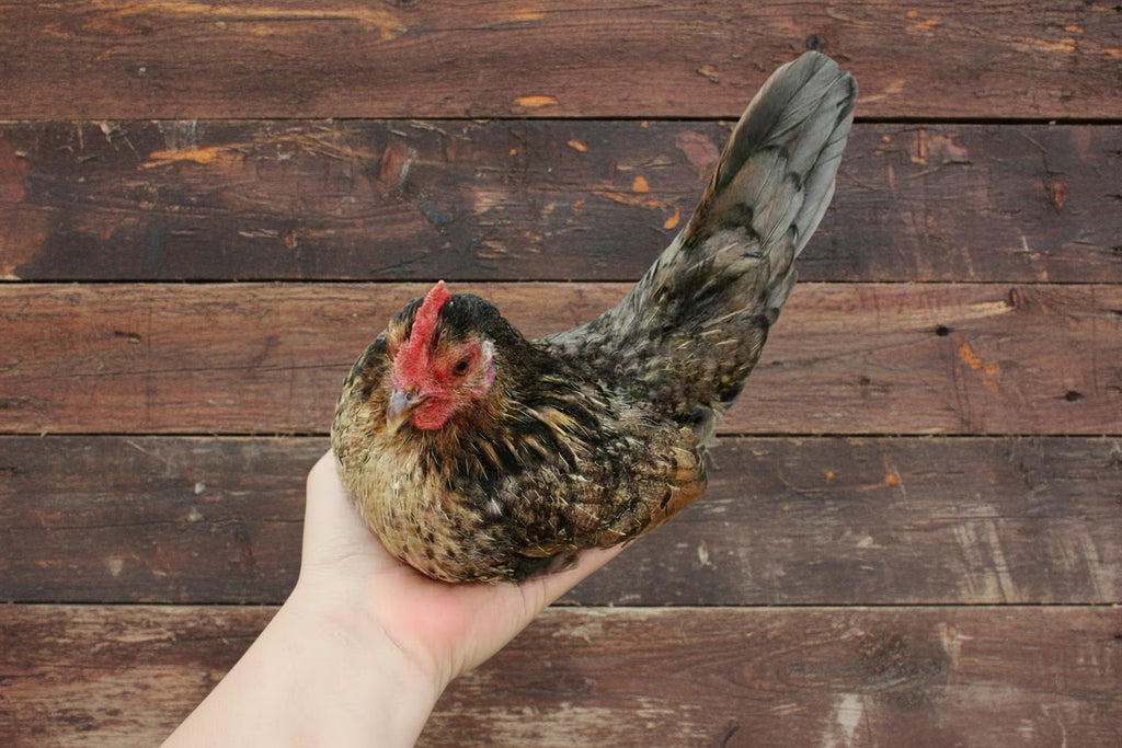 6 Serama Hatching Eggs