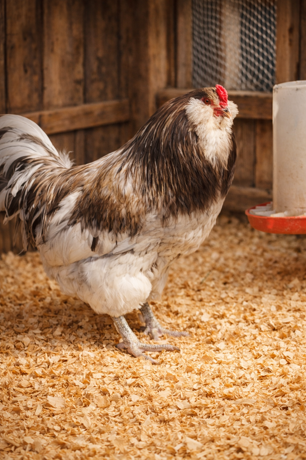 Splash Ameraucana Hatching Eggs (6 Pack)