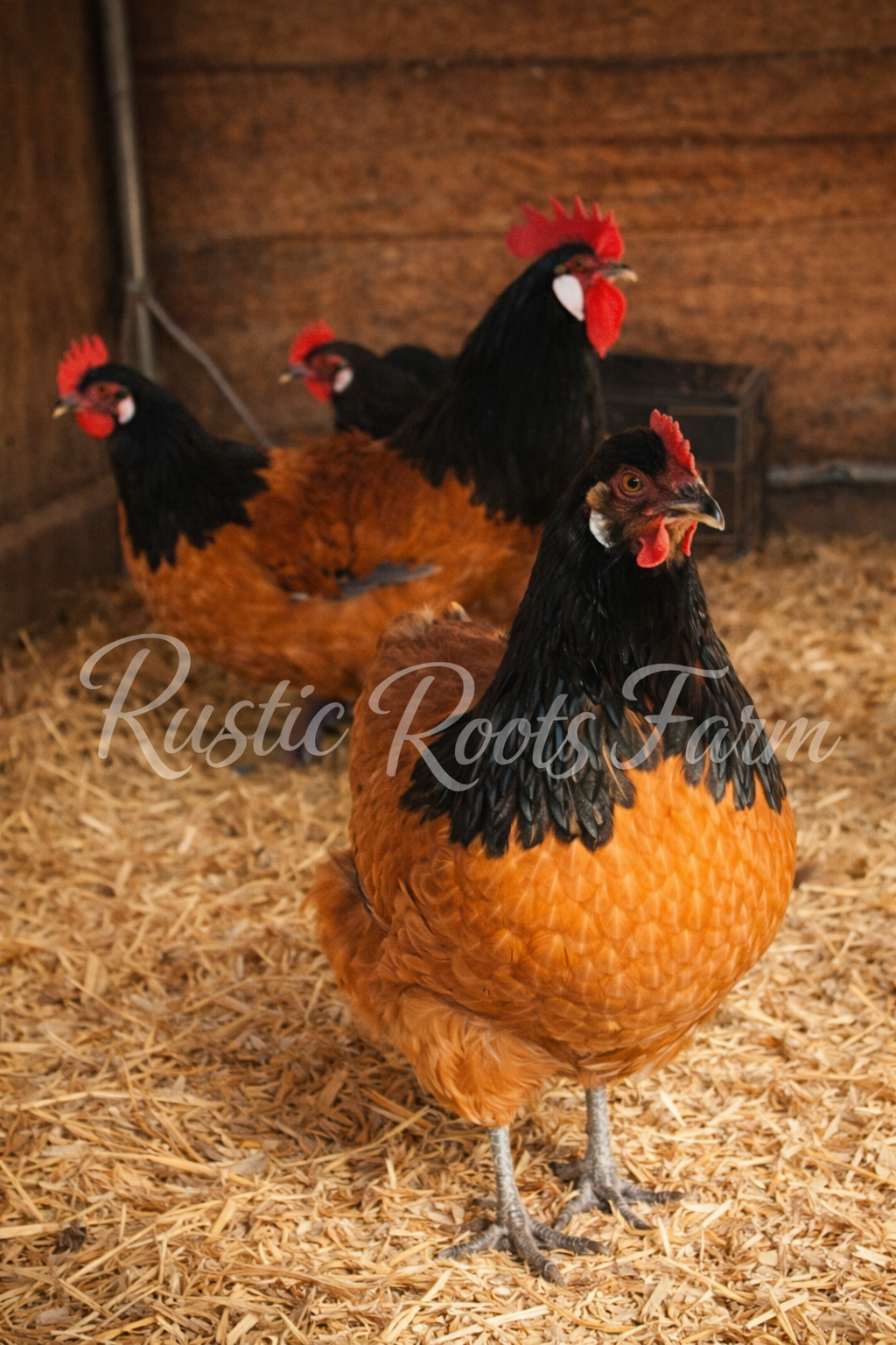 Vorwerk Hatching Eggs - Half Dozen