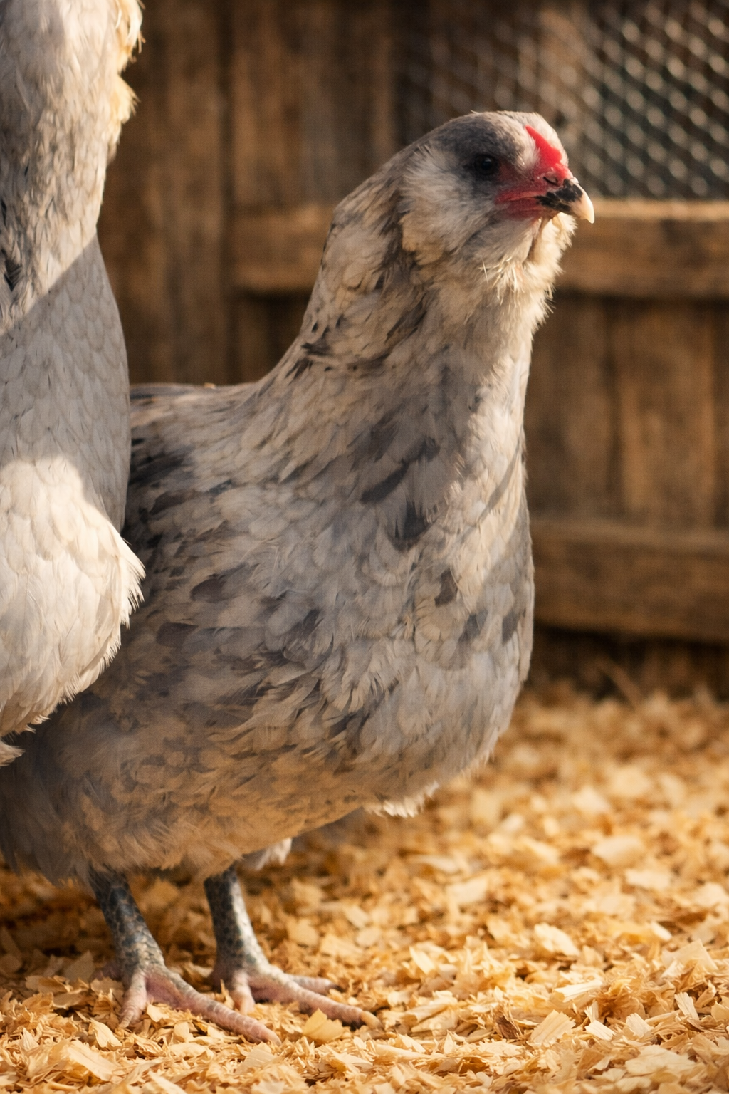 Splash Ameraucana Hatching Eggs Dozen