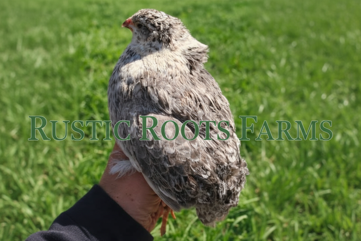 Jumbo Coturnix Quail with Centered Watermark